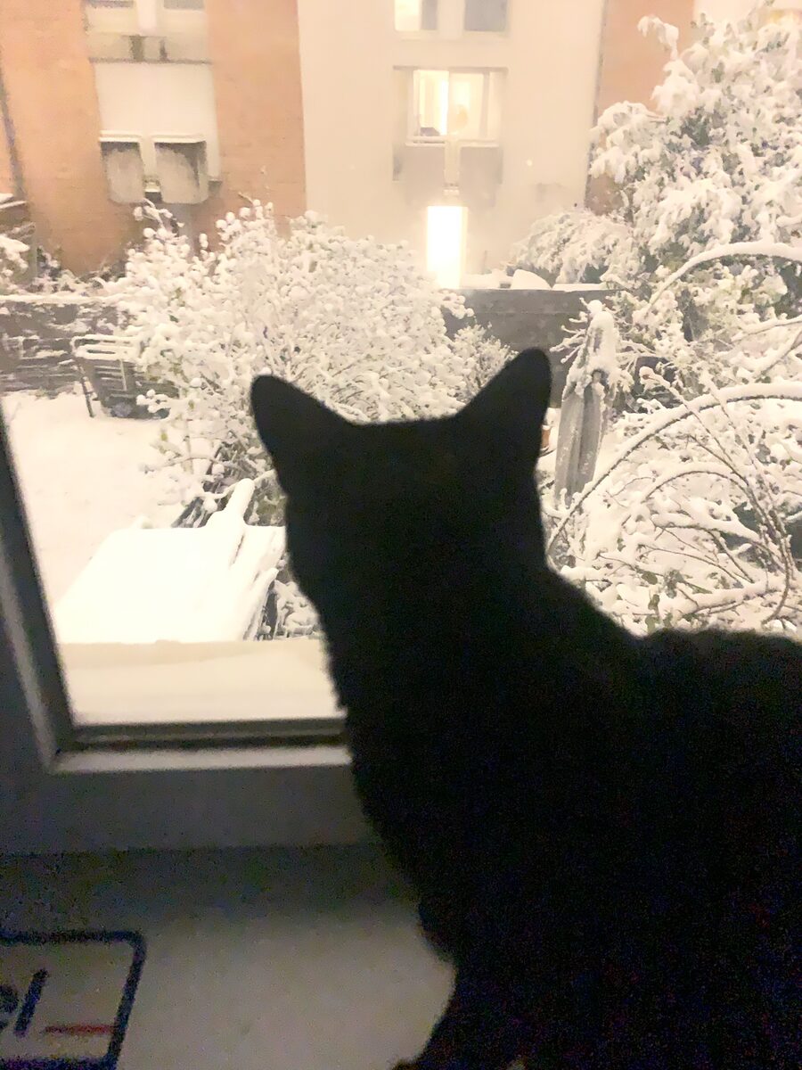 Krokmou in the snow