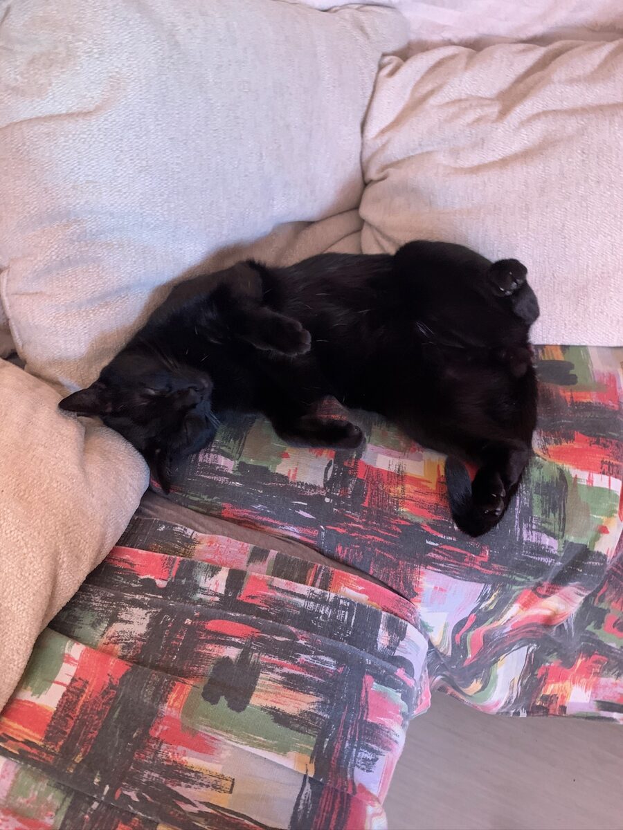 Krokmou napping