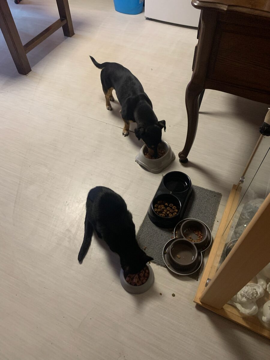 Krokmou eating with Yoda