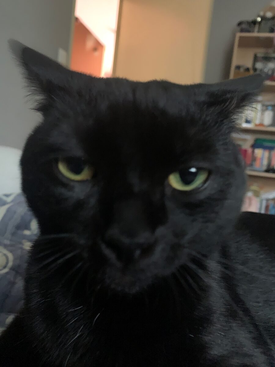 Krokmou staring at the camera