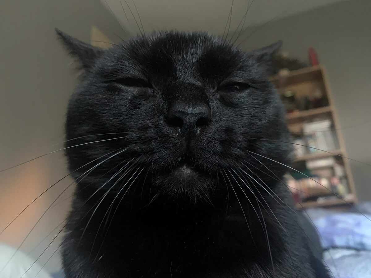 Krokmou looking cute