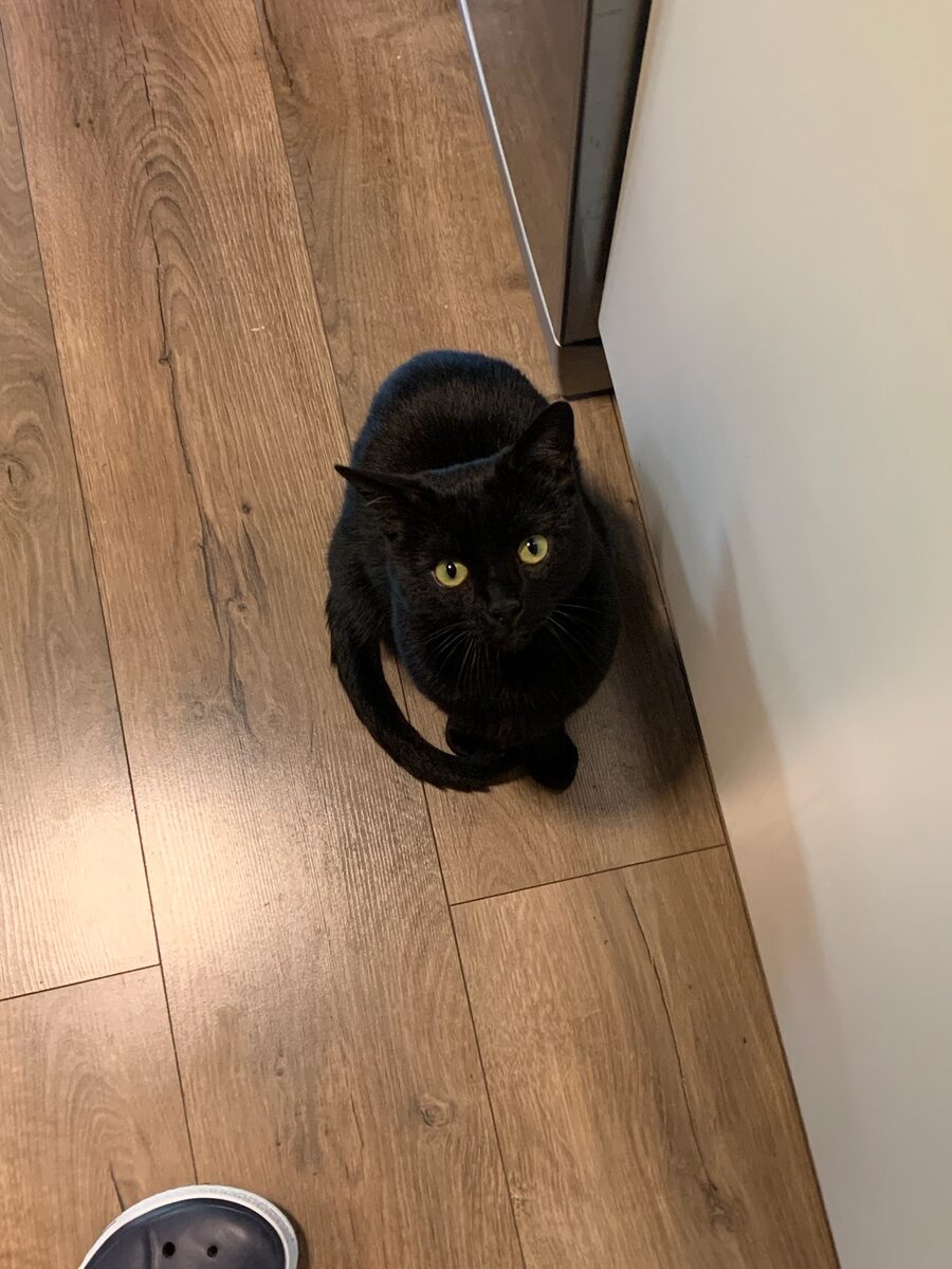 Krokmou asking for food