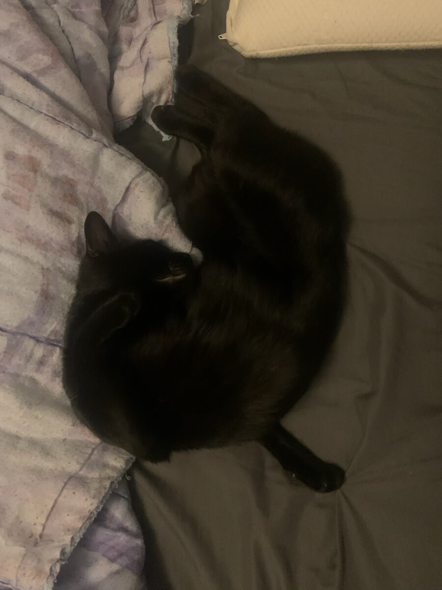 Krokmou resting in a weird position