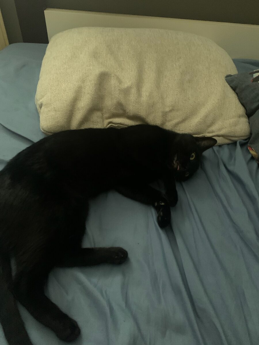 Krokmou resting in another weird position